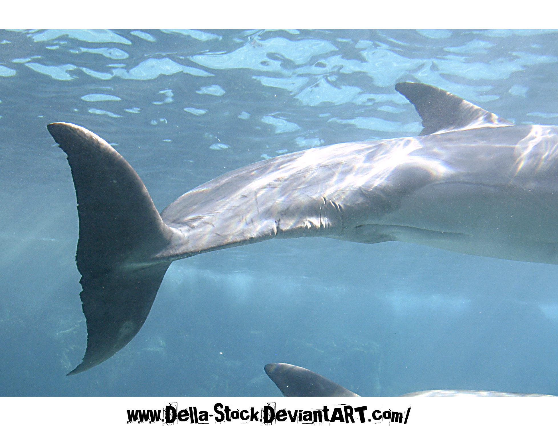 Dolphin Tail Stock