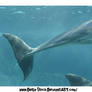 Dolphin Tail Stock.2