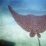 Spotted Eagle Ray Behind