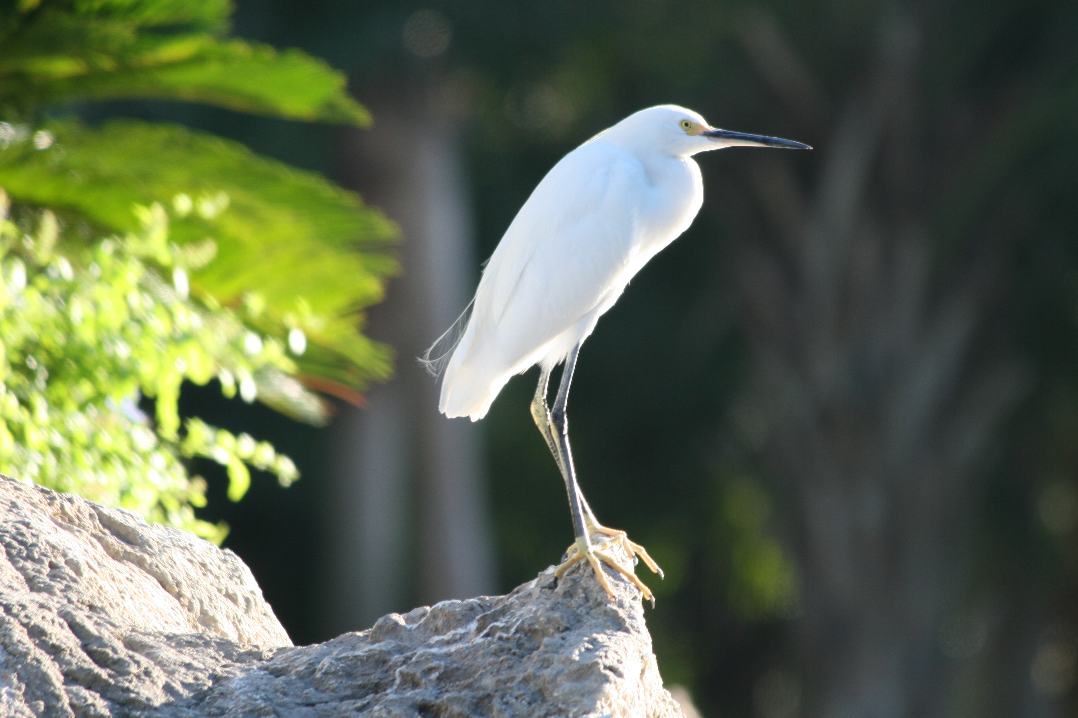 Pesky White Bird