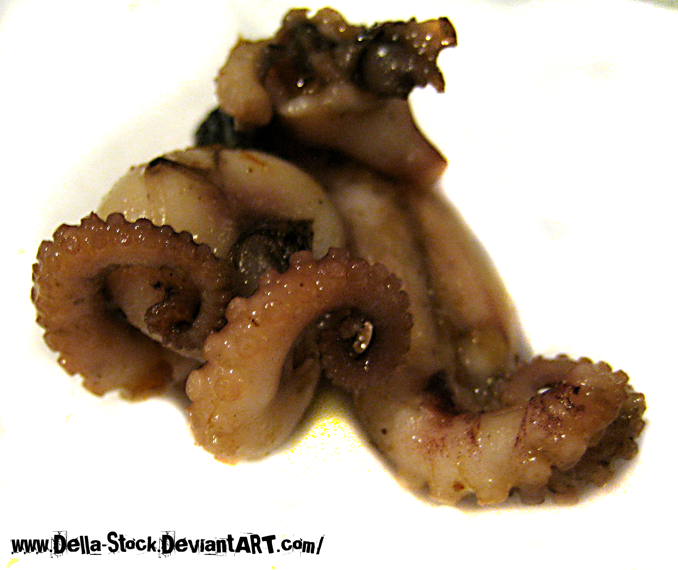 Octopus Tentacles