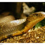 Snake: King Cobra Head