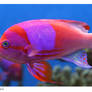 Square Pink Anthias