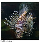 Ripley's: Lionfish by Della-Stock