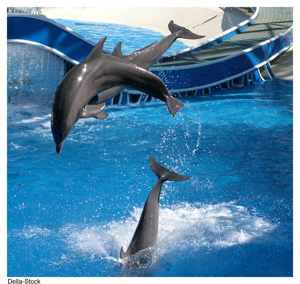 Dolphins Jumping