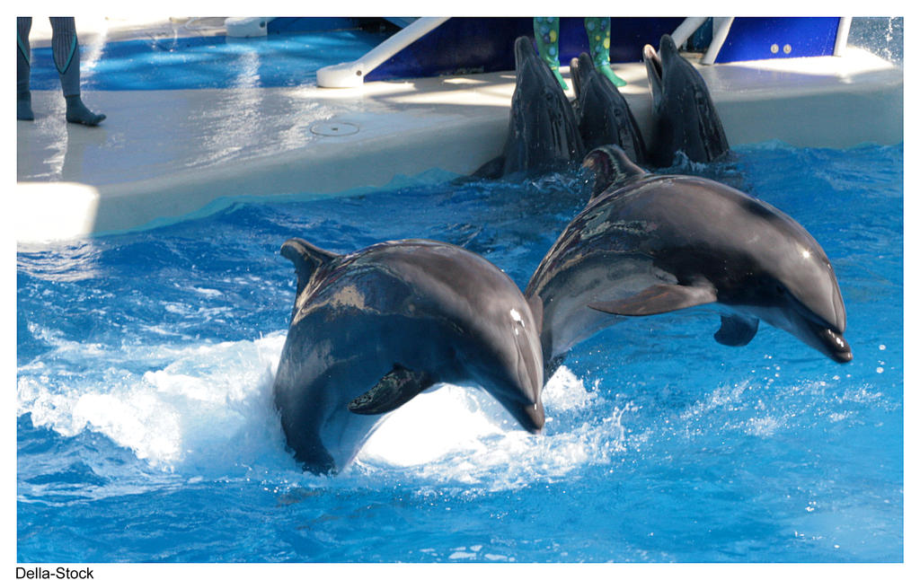 Dolphins Jumping Towards You