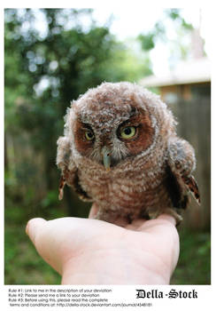 Owl on Hand