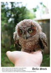 Owl on Hand by Della-Stock