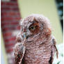 Owl on Finger