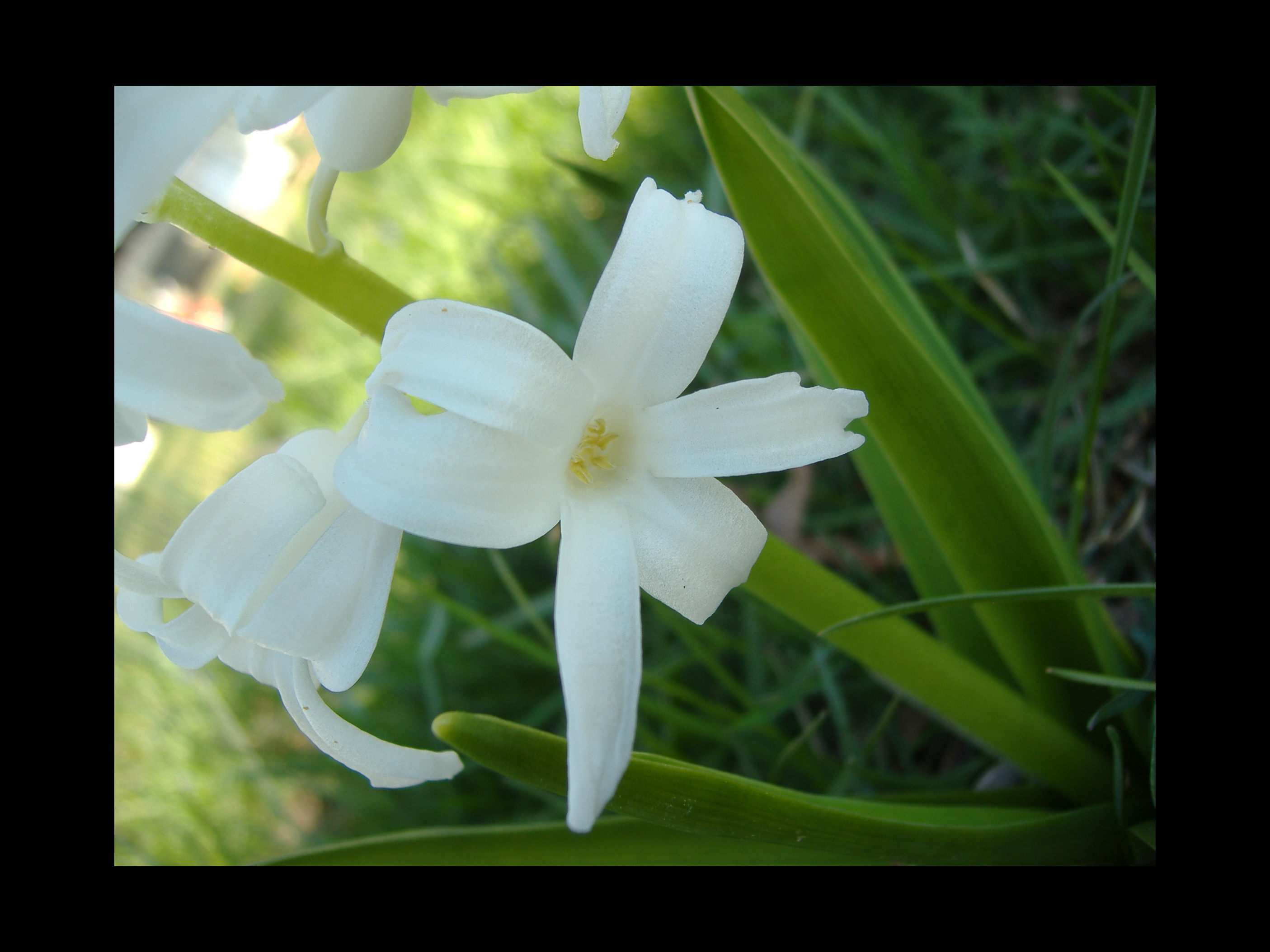 spring flower.