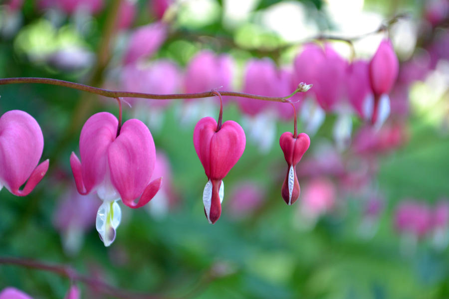 my bleeding heart part three