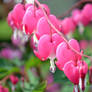 those bleeding hearts part two