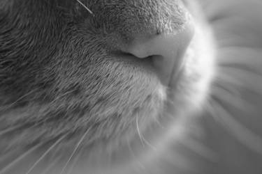 the nose of my cat