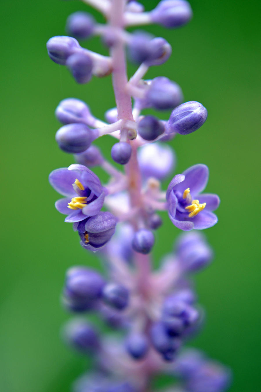 a little purple