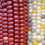 Indian Corn