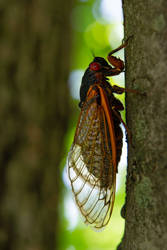 Cicada - two