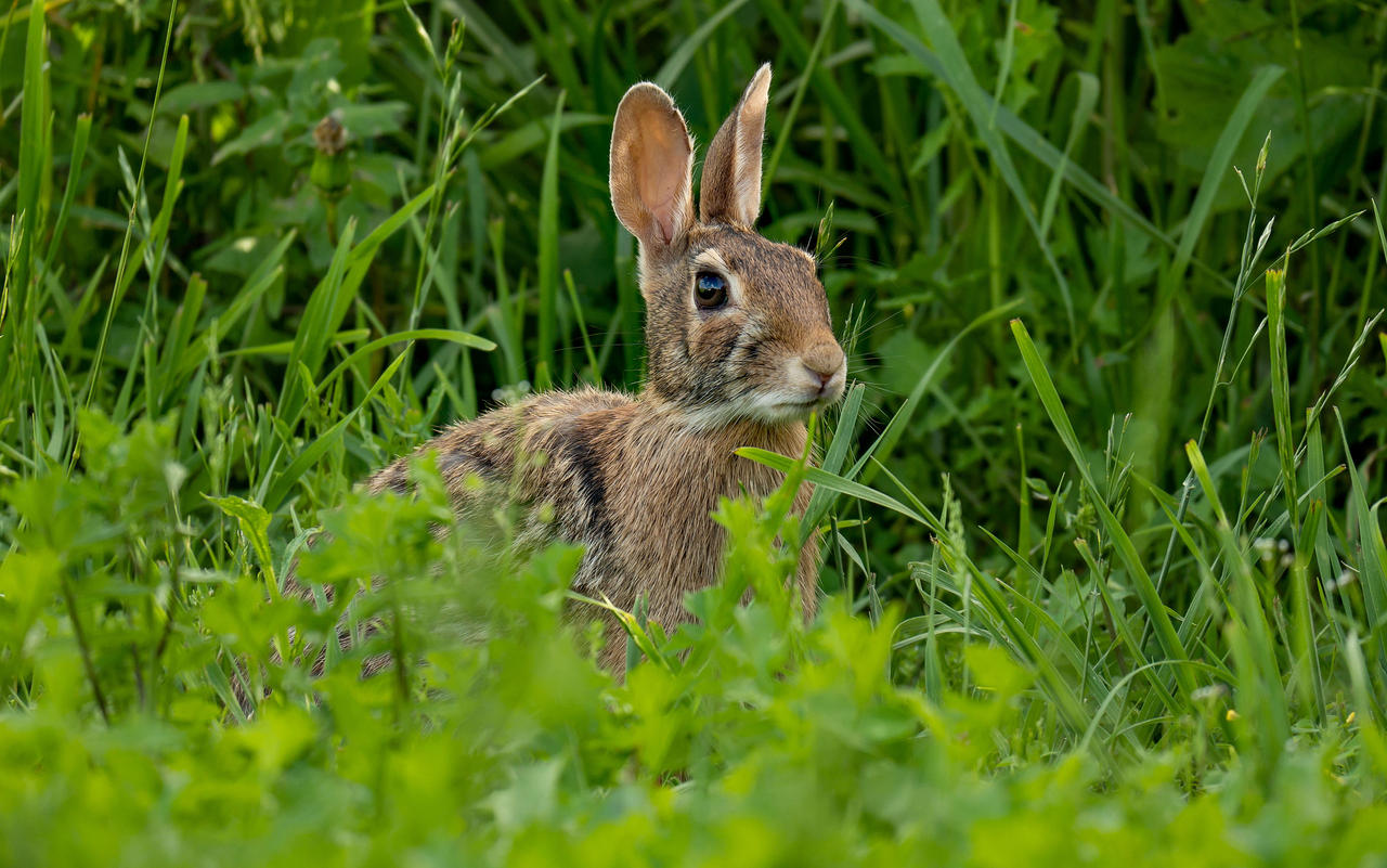 Spring Rabbit by jeanbeanxo on DeviantArt