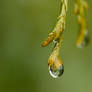 Winter Drops