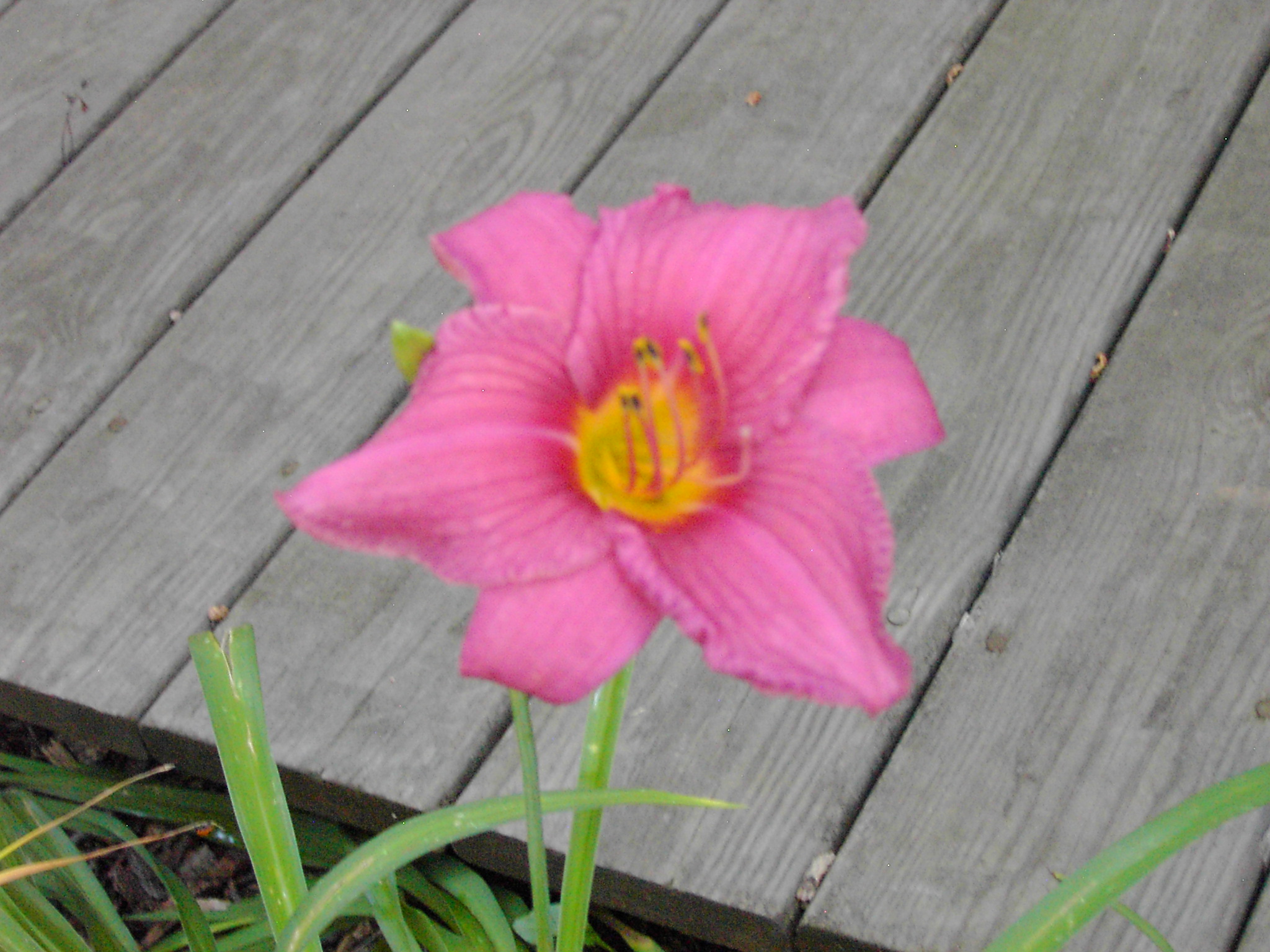 single fuscia flower