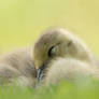 Wrapped in Warmth