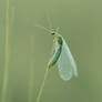 Fragile Landing