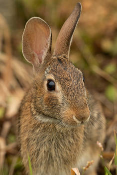 Ears Up