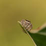 The Tiny Observer