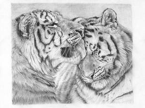 Tiger's love