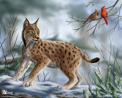 Lynx