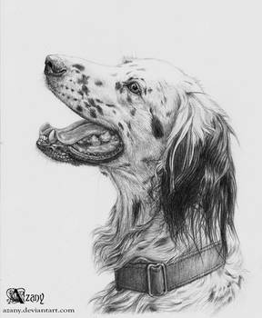 English Setter