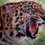 Amur leopard