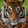 Sumatrian tiger