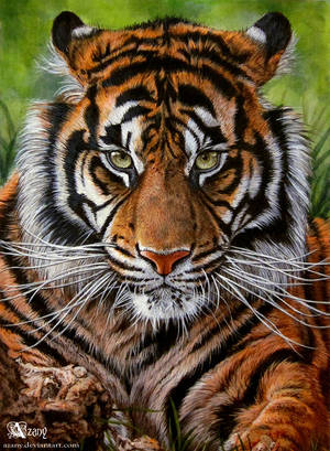 Sumatrian tiger by Azany Sumatrian tiger by Azany