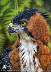 Ornate Hawk Eagle by Azany