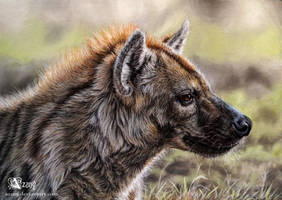 Spotted hyena