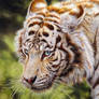 White tiger