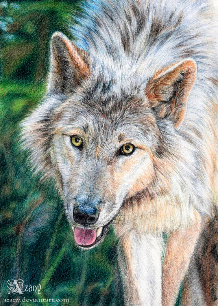 Цветные картинки волка. Волк. Волк рисунок. Волк карандашом. Волк цветными карандашами.