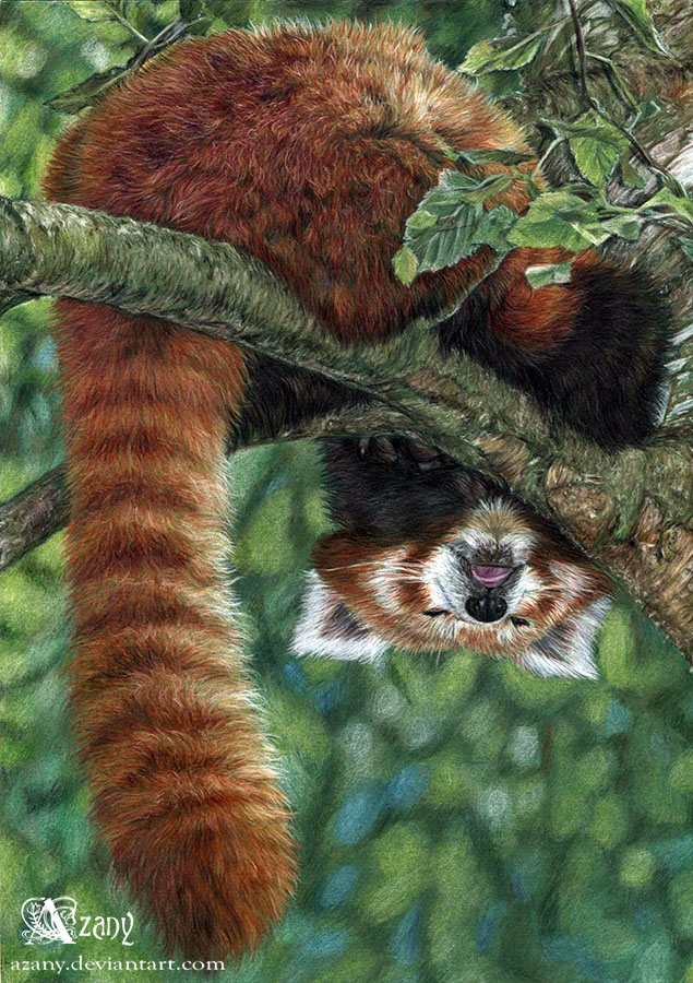 Sleepy red panda