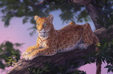 Leopard by Azany