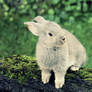 small rabbit