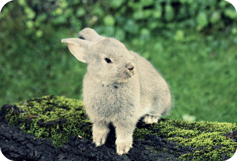 small rabbit