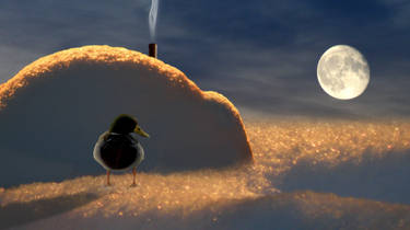 Duck and his iglu