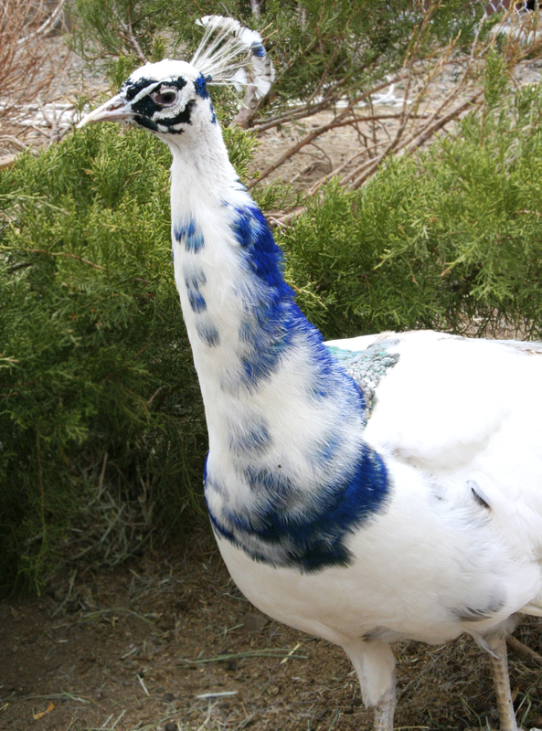 Albino