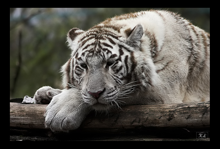 the white tiger I