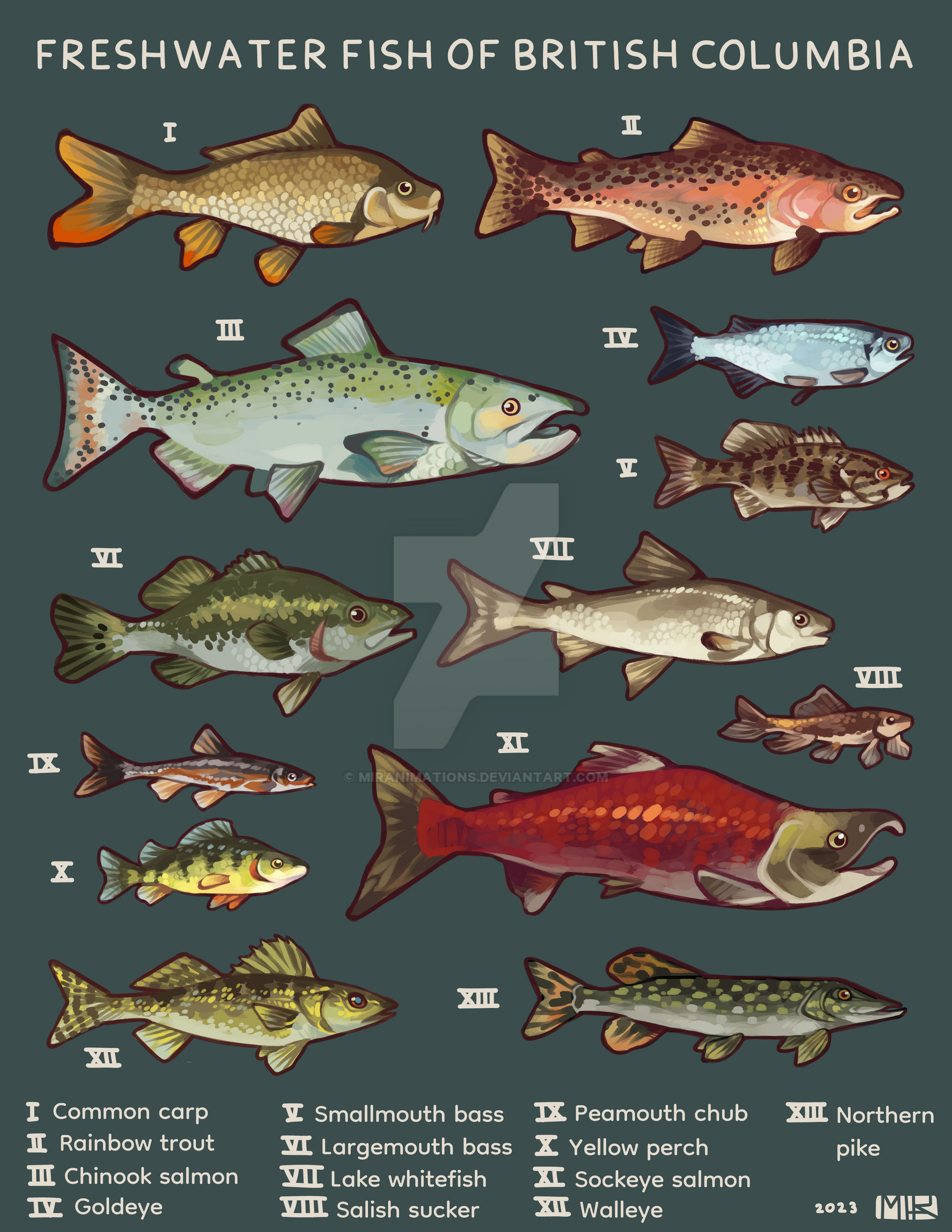 freshwater fish of british columbia by Miranimations on DeviantArt