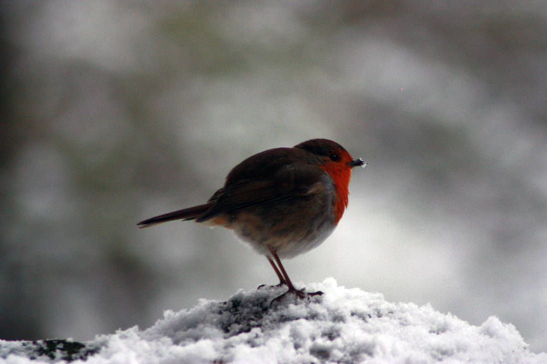 Little Red Robin by Chris-Forrester on DeviantArt