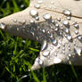 Leaf with water droops.