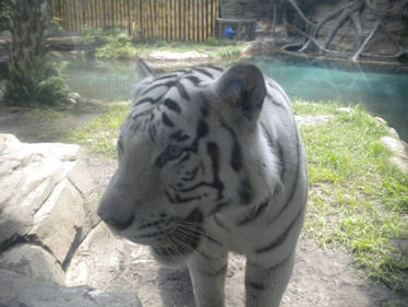 A white tiger