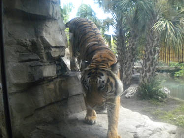 Tiger climbing down