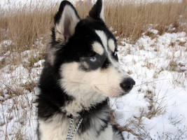 Siberian Husky in Winter